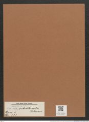 Navicula subrotunda Schum. (de-Toni-Nr.: Genus 1, Species 753) Zeichnungen Sammlung Grunow Mappe 00599 (Herbarium_W_Grunow_drawings_Folder_00599)